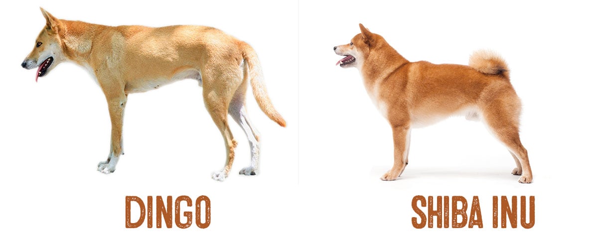 shiba inu dingo comparison image