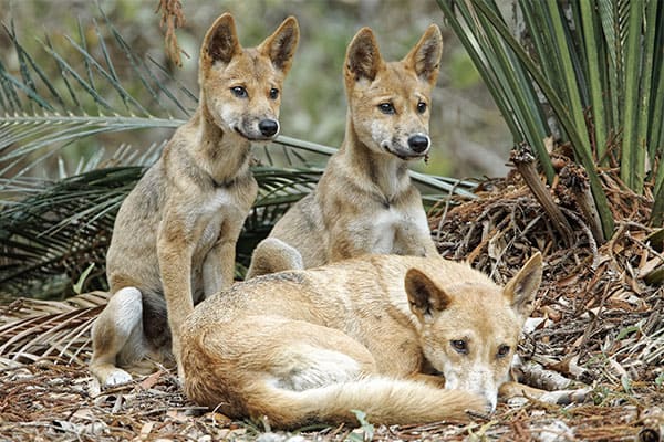 young dingo pups