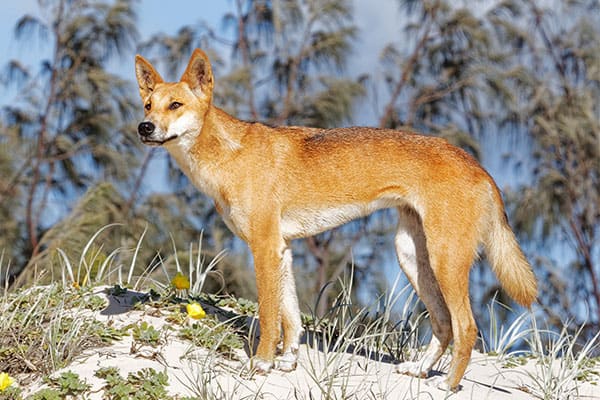 A wild dingo dog