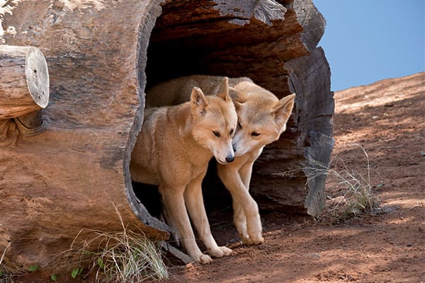 Wild dingoes from Australia
