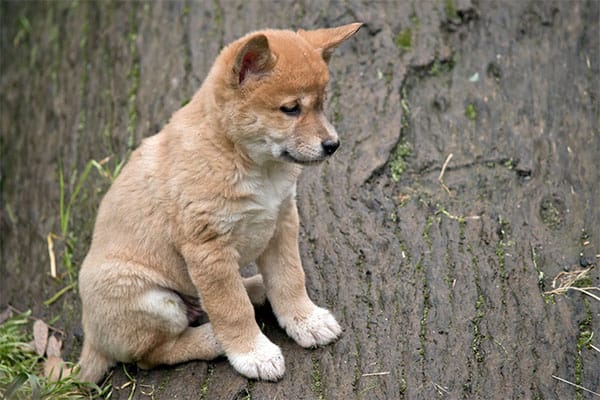 young dingo puppy