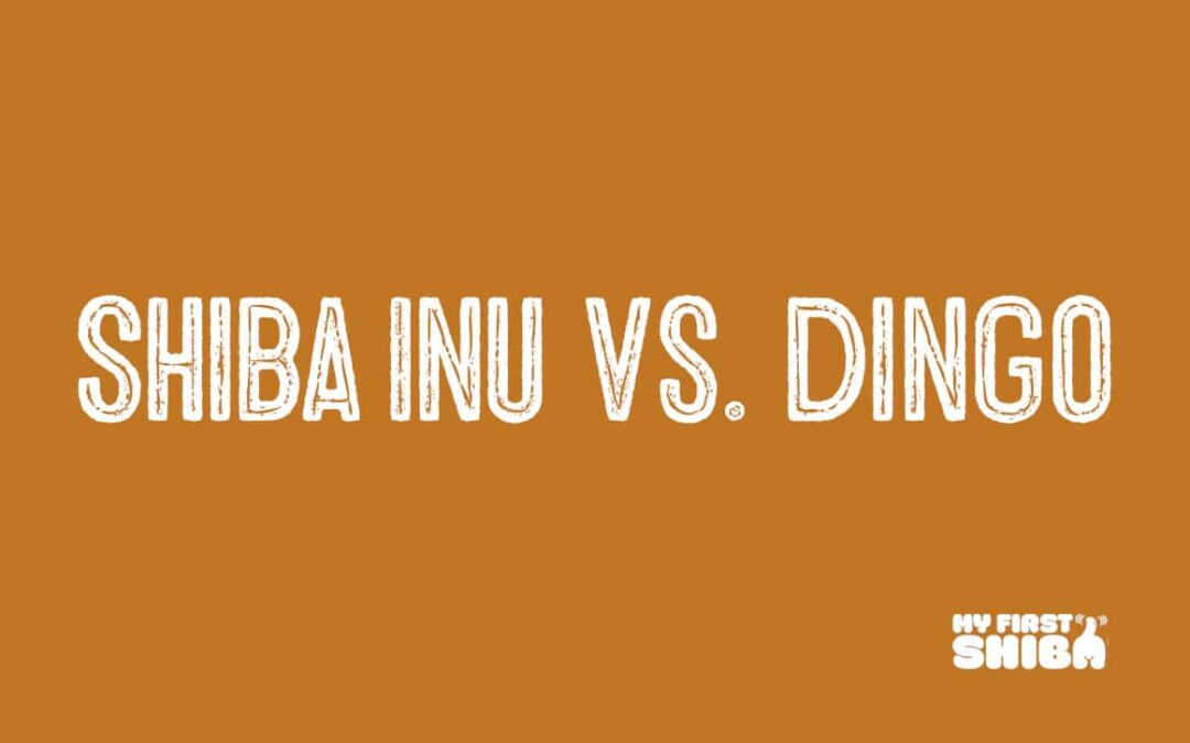 Shiba Inu vs. dingo