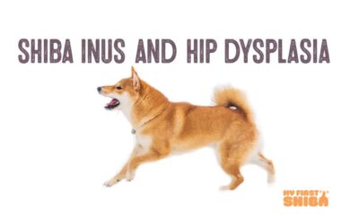 Shiba Inu and Hip Dysplasia