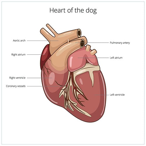 illustration of a dog heart