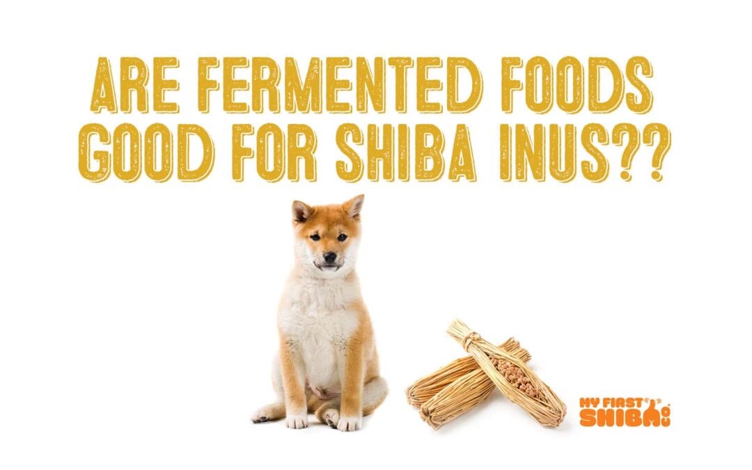 are fermented foods good for shiba inus?