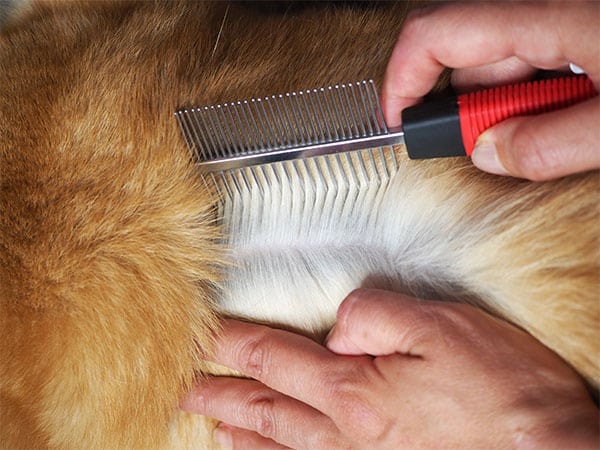 Combing for fleas with a flea comb on a shiba inu dog
