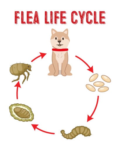 life cycle fleas