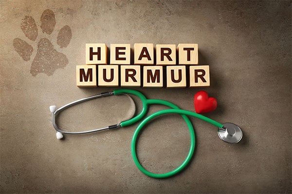 heart murmur in dogs graphic