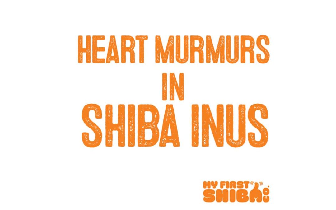 heart murmurs in shiba inu title infographic