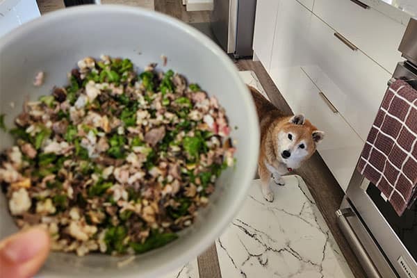 Shiba Inu staring up at a bowl of healthy freshly made food