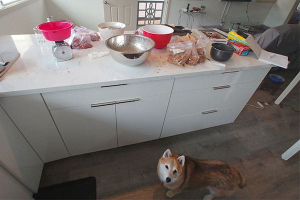 Shiba Inu in a kitchen during fresh food dog meal prep