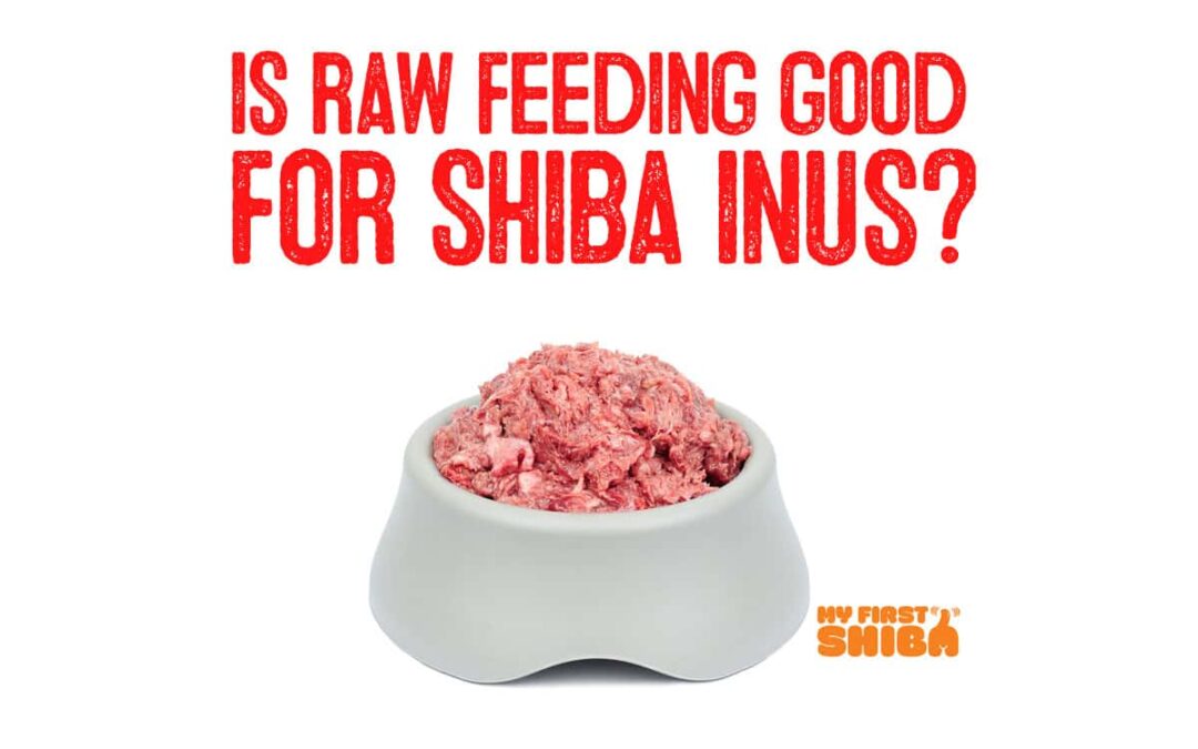 Is raw feeding good for shiba inus?