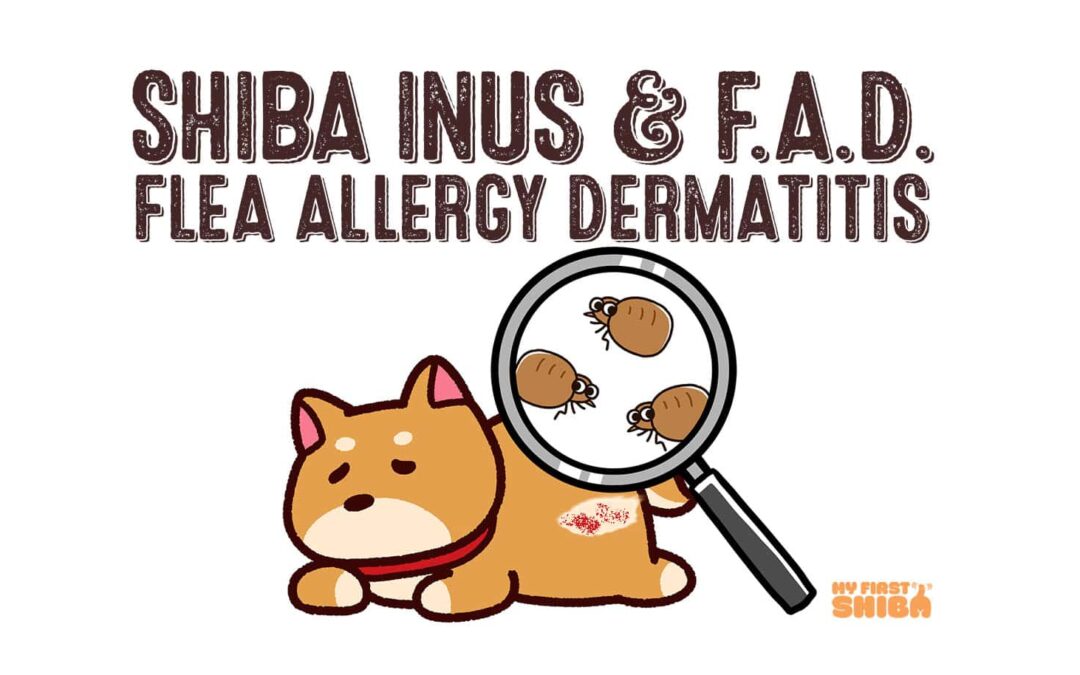 shiba inu and flea allergy dermatitis