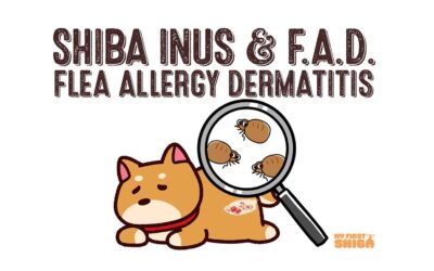 Flea Allergy Dermatitis in Shiba Inus