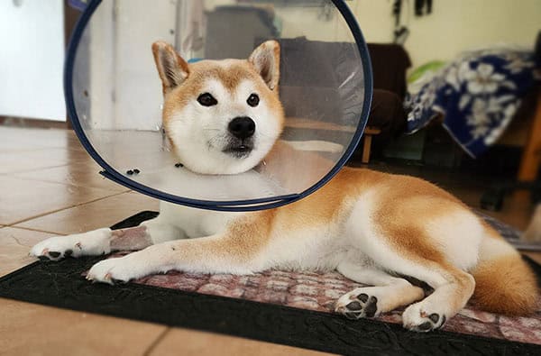 red Shiba Inu wearing a cone 