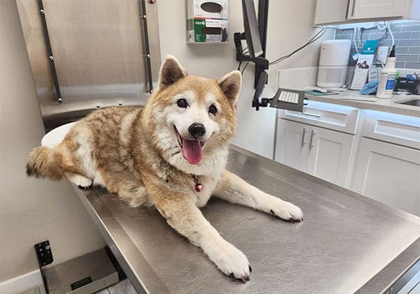 Shiba Inu at the veterinarian's office