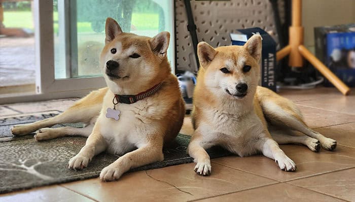 two pretty red Shiba Inus lying down