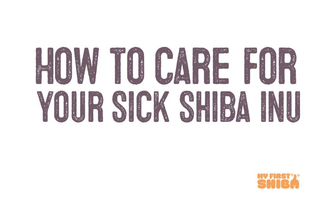 how to care for your sick shiba inu