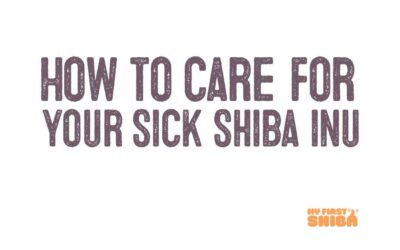 How To Care For Your Sick Shiba Inu