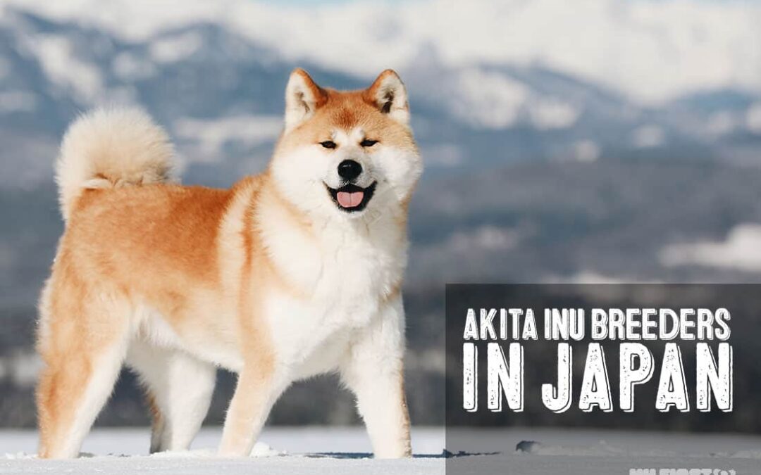 akita inu dog breeders in Japan