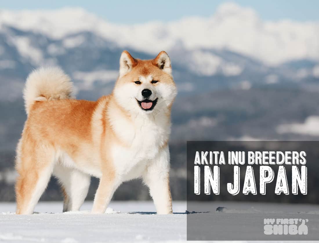 Shops akita dogs 101