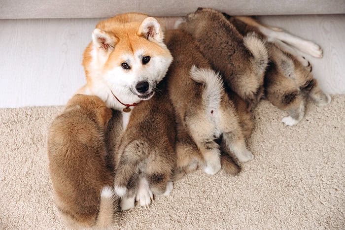 akita inu mother with puppies