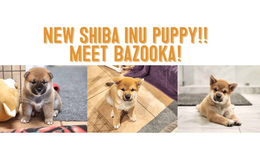 Shiba Inu meet Bazooka, our newest shiba inu puppy