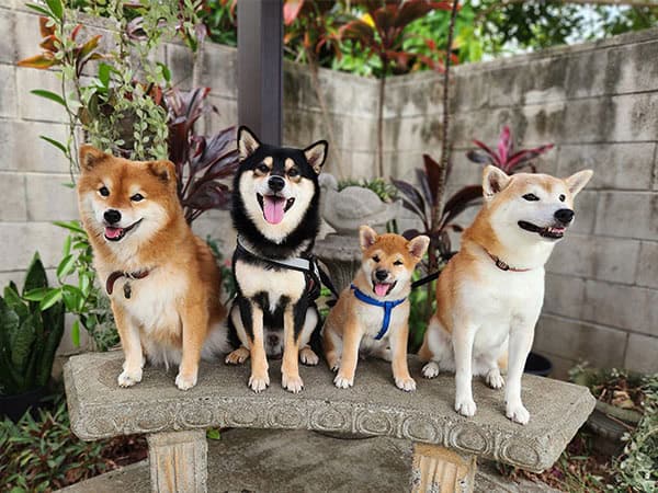 Shiba Inu Puppy with adults