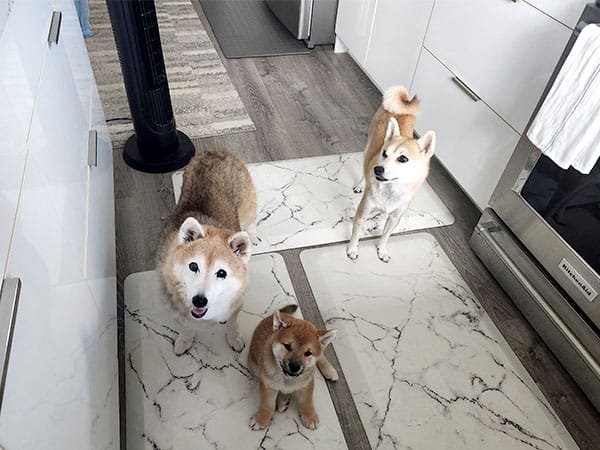 Shiba inu puppy and adults in the kitchen waiting patiently for food