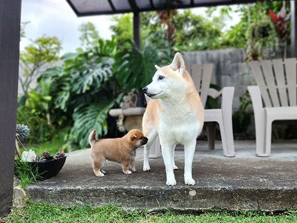 Shiba inu puppy and Shiba Inu adult