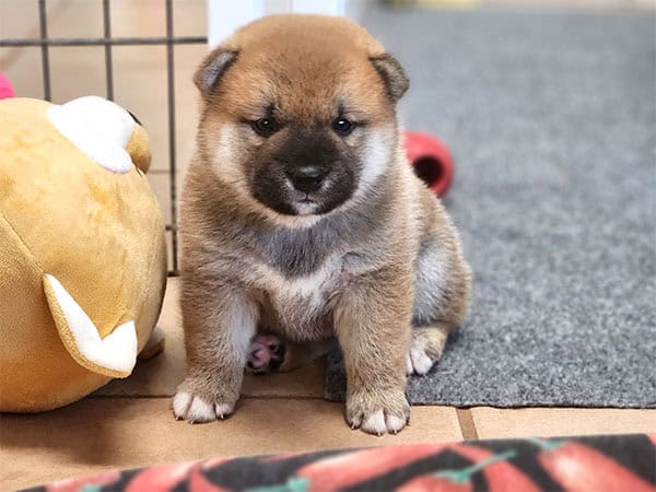 Adorable Shiba Inu pupy