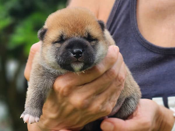 Two week old Shba Inu Puppy
