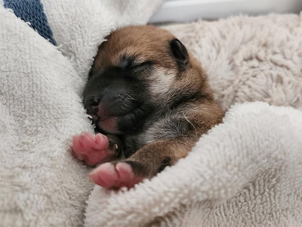 Shiba Inu Zuka first day alive!