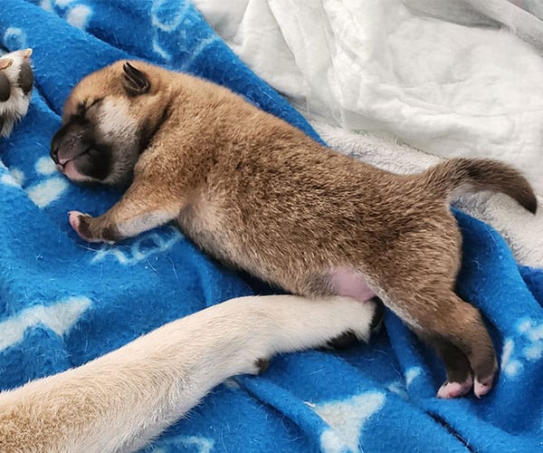 Few days old Shiba Inu puppy