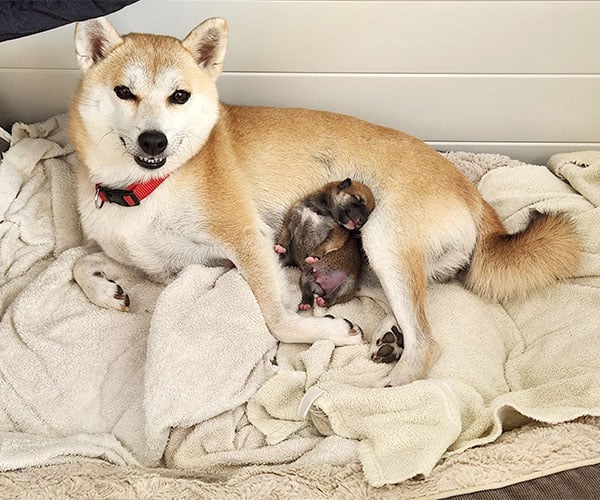 Anzu, Shiba Inu mother with Shiba Inu puppy, Zuka