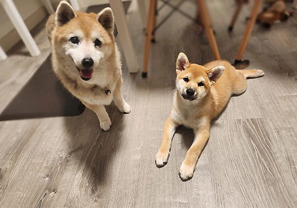 Shiba Inu older adult and shiba inu puppy