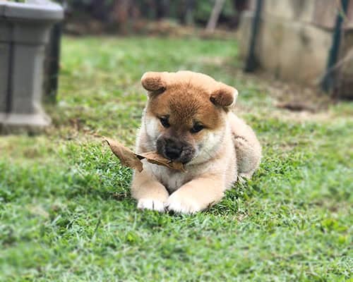 Shiba Inu puppy with a leaf