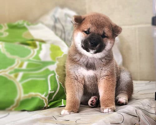 shiba inu puppy on a bed