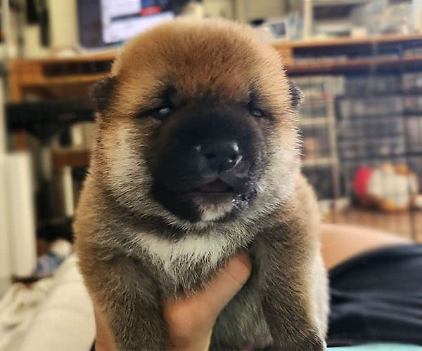 Little shiba inu puppy first opening their eyes